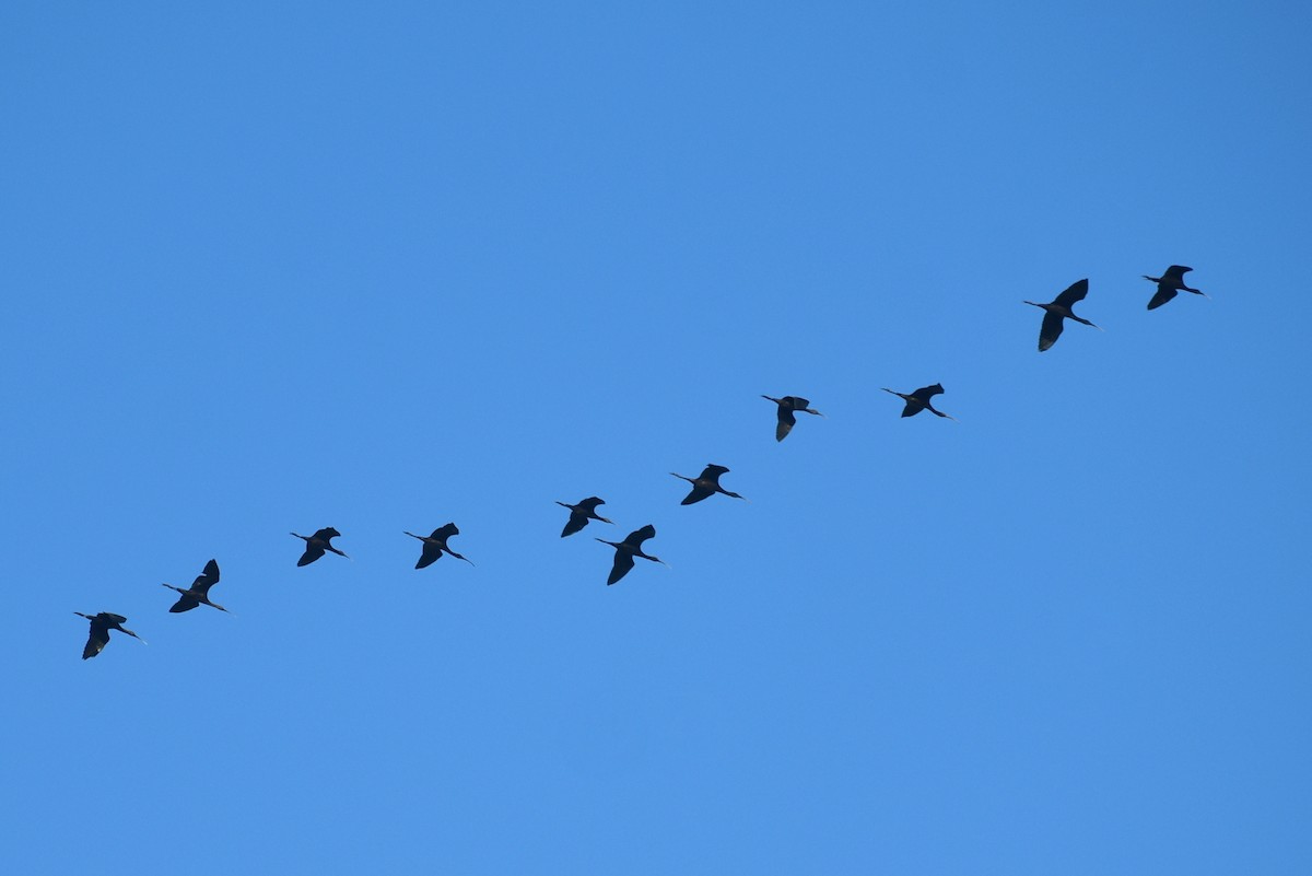 White-faced Ibis - ML625181781
