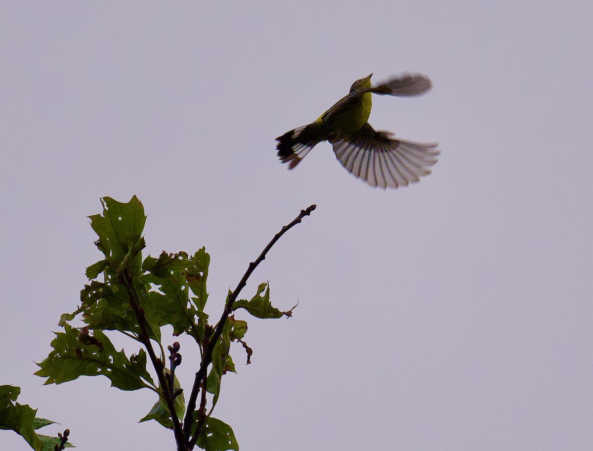 Magnolia Warbler - ML625181794