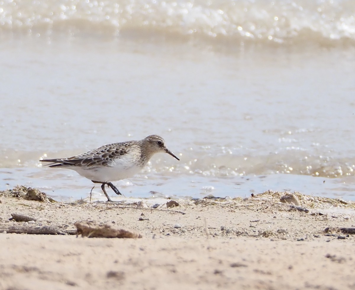 Baird's Sandpiper - Bob Nieman