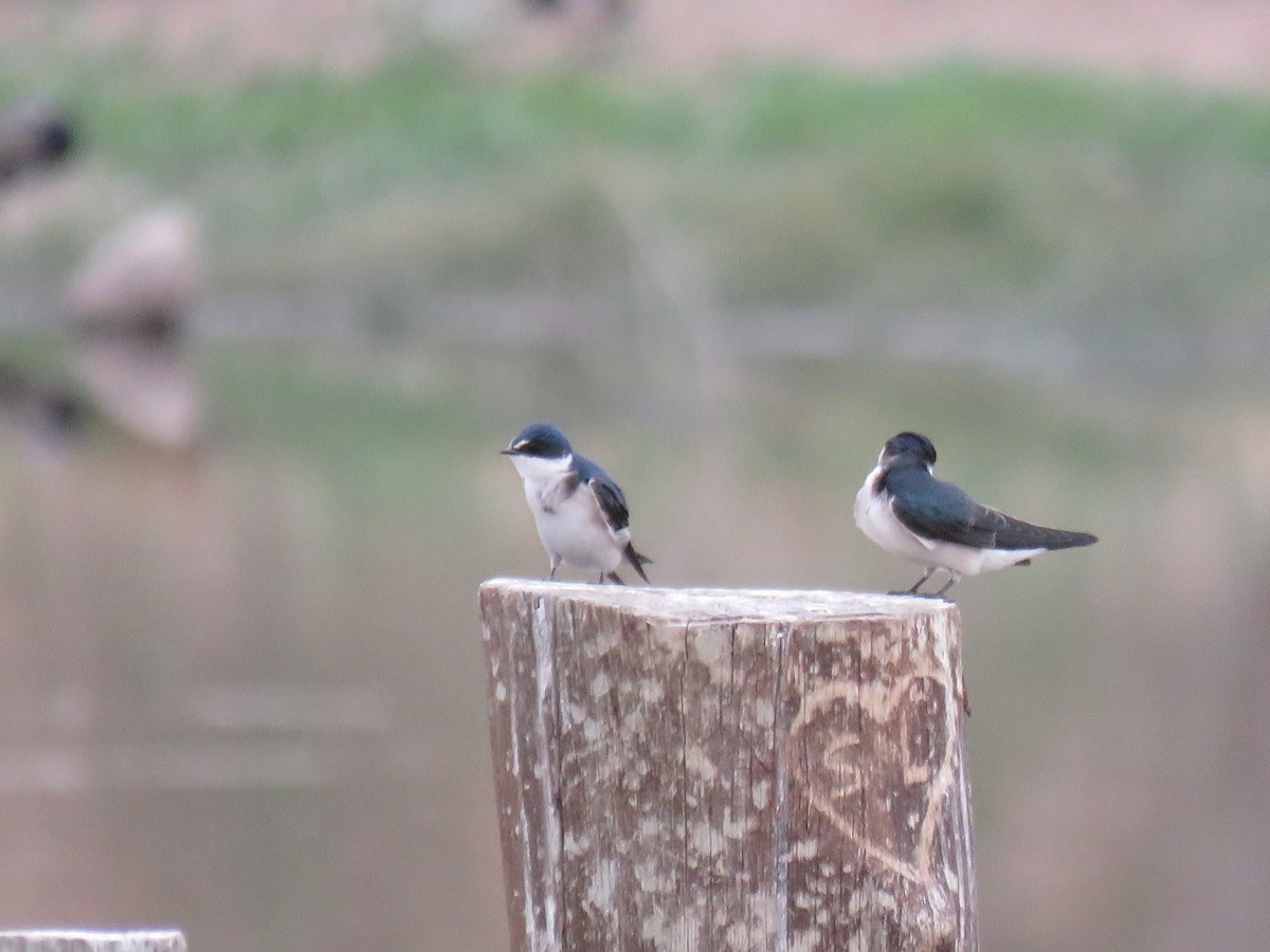 Golondrina Cejiblanca - ML625182106