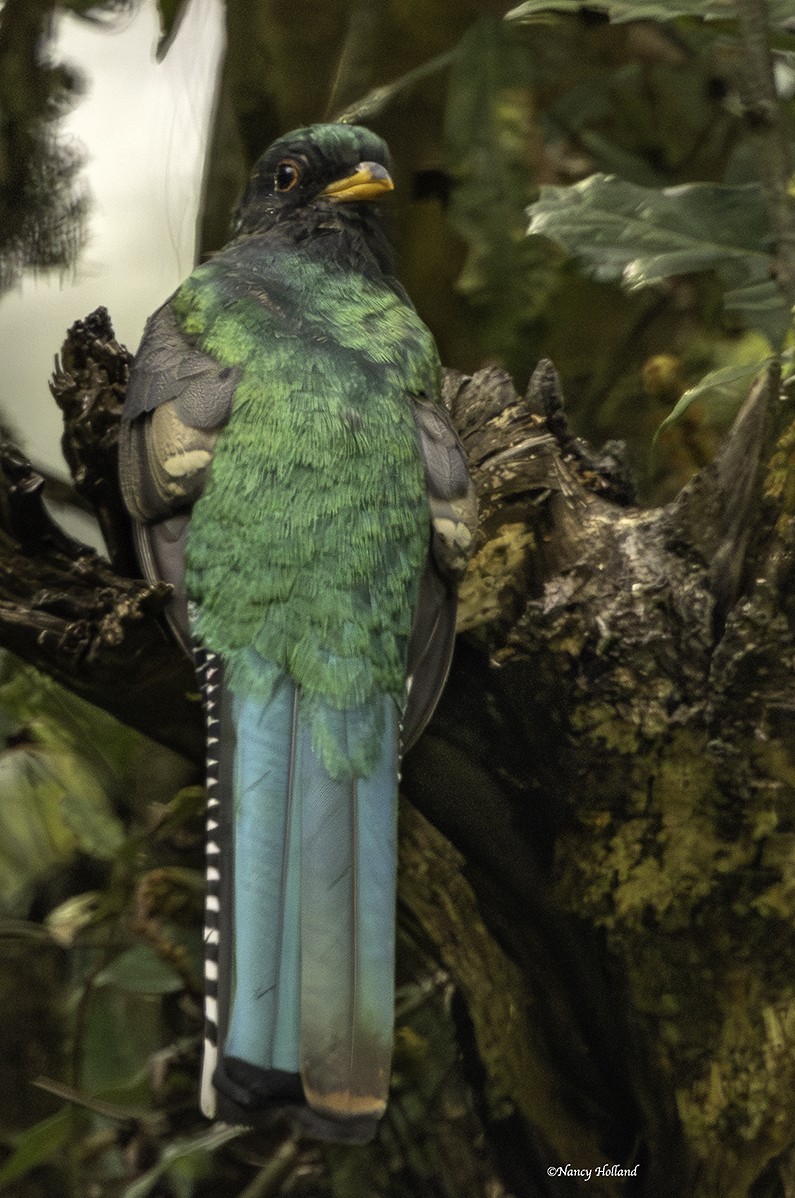 Mountain Trogon - ML625182117