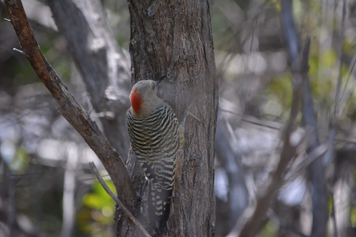 West Indian Woodpecker - ML625182151