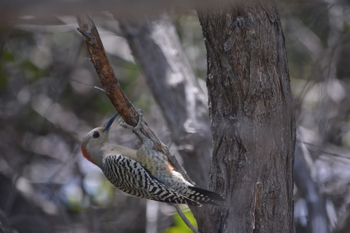 West Indian Woodpecker - ML625182155