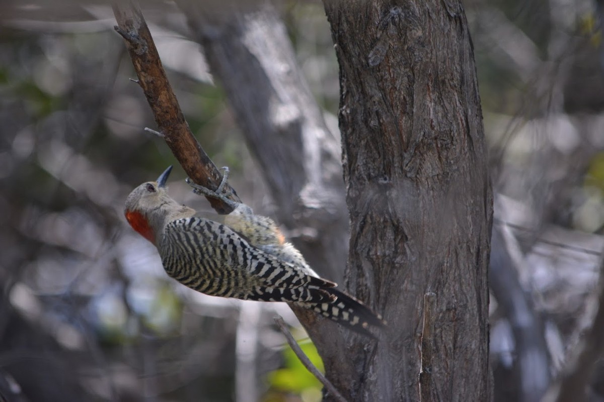 West Indian Woodpecker - ML625182168