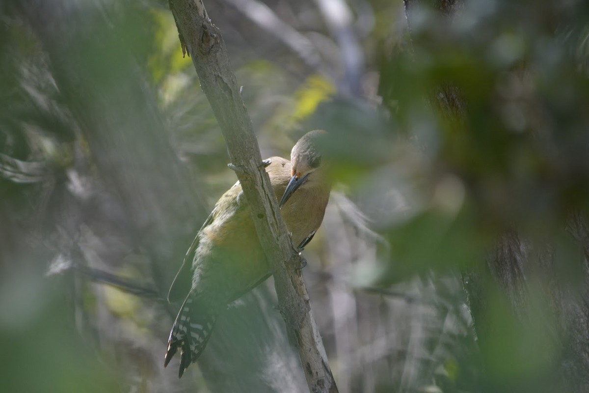 West Indian Woodpecker - ML625182190