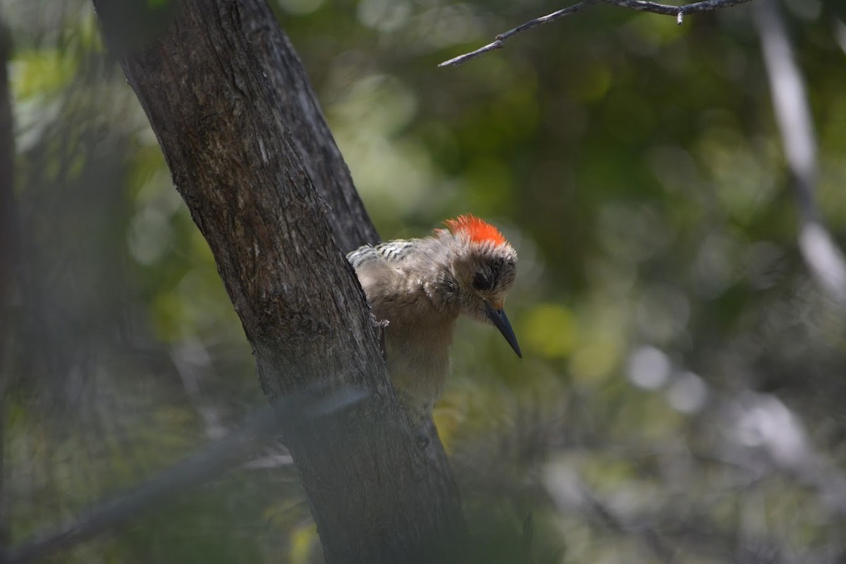 West Indian Woodpecker - ML625182199