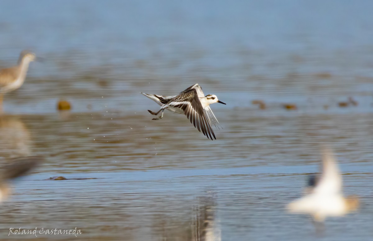 Улаан сэлээхэй - ML625182204