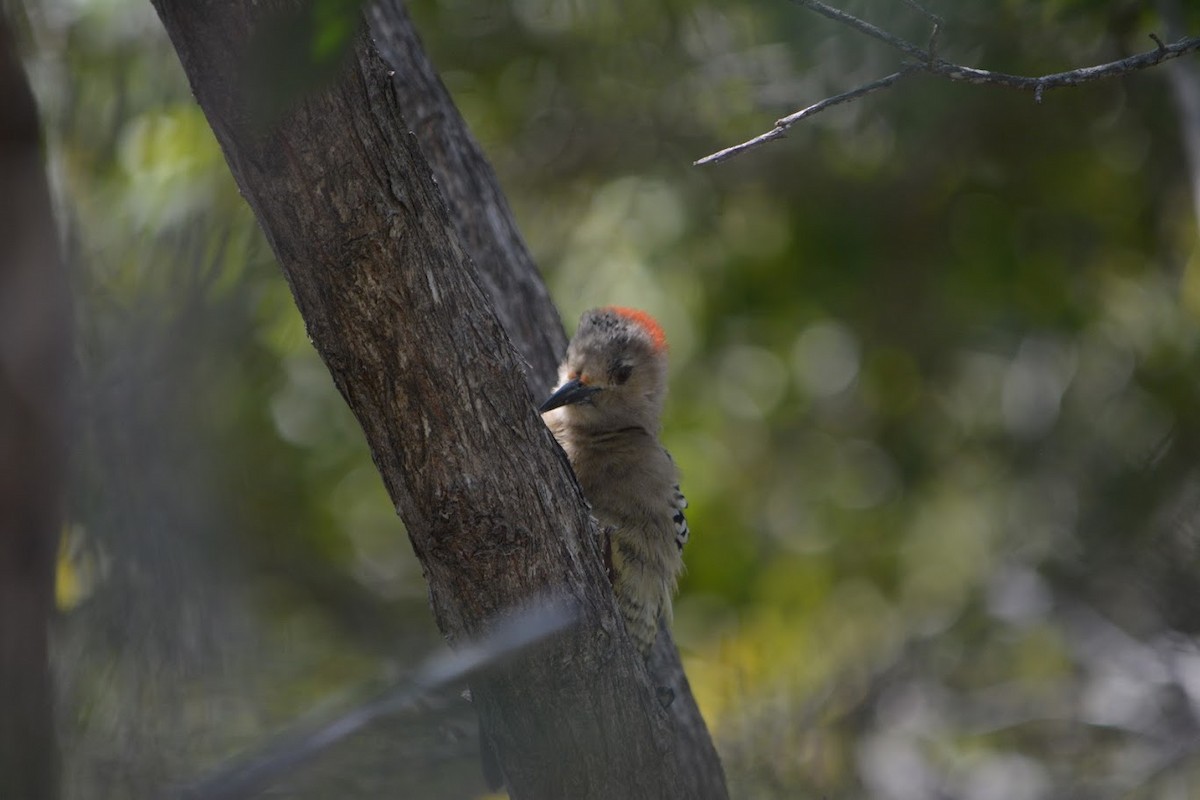 West Indian Woodpecker - ML625182208