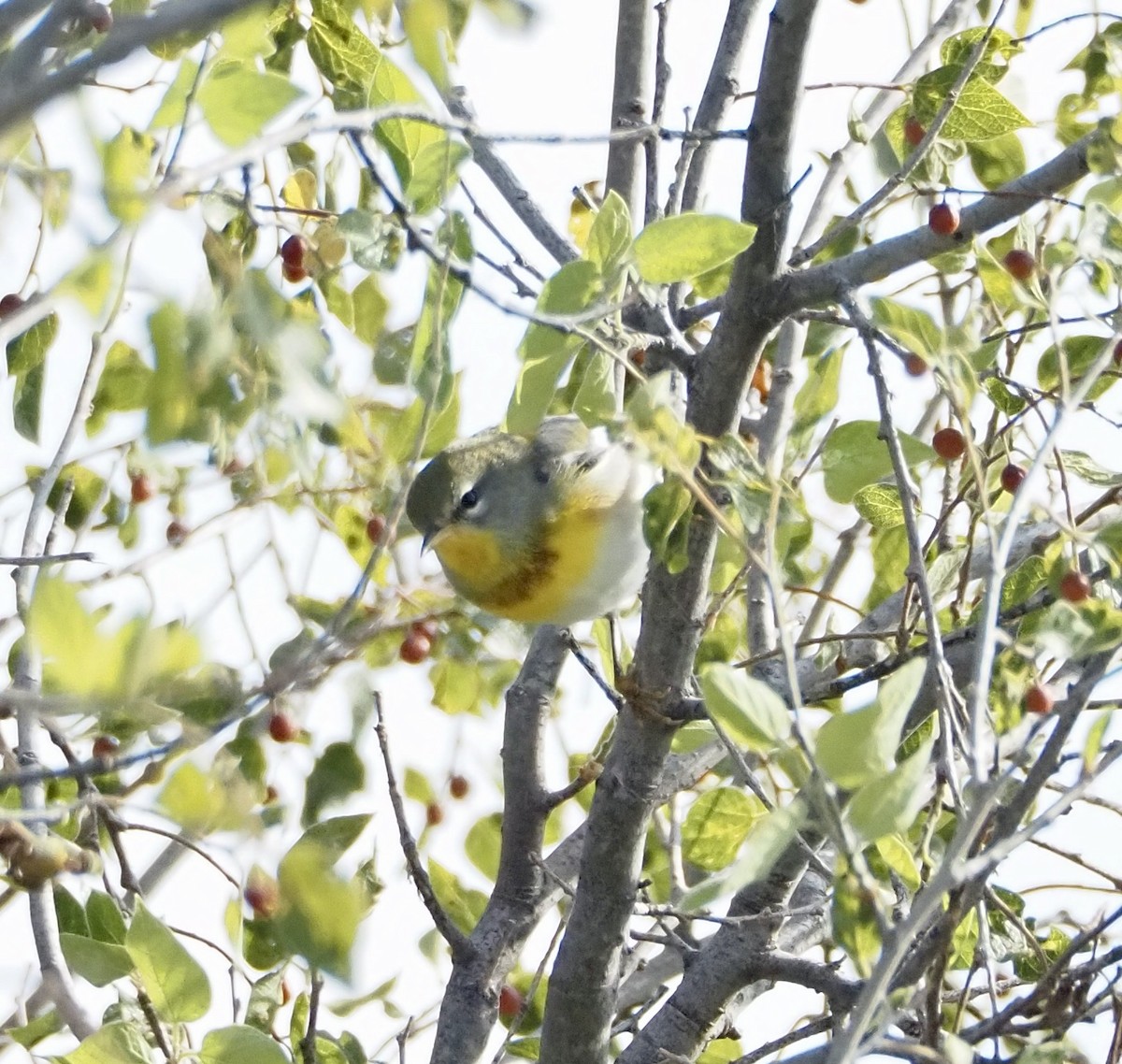 Northern Parula - Bob Nieman