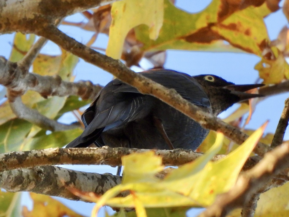 Rusty Blackbird - ML625182343