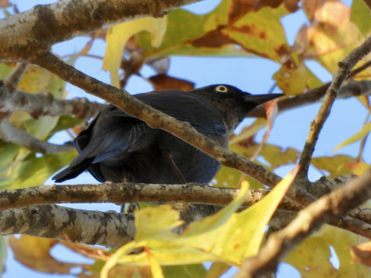 Rusty Blackbird - ML625182344