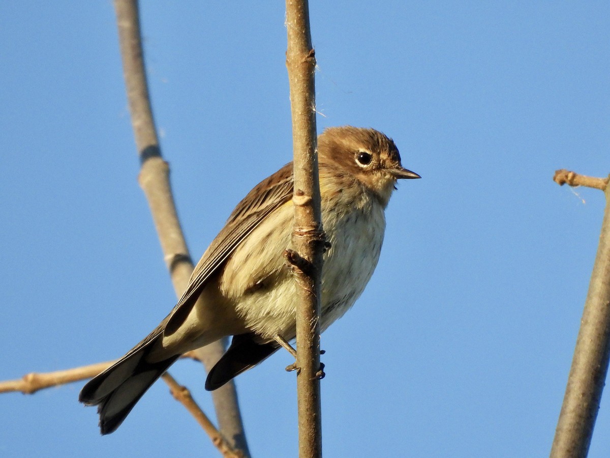 Пісняр-лісовик жовтогузий (підвид coronata) - ML625182351