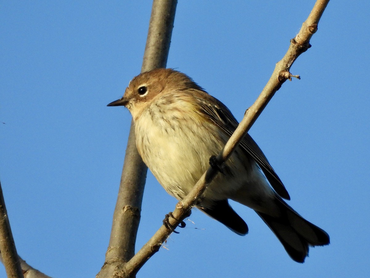 Пісняр-лісовик жовтогузий (підвид coronata) - ML625182352