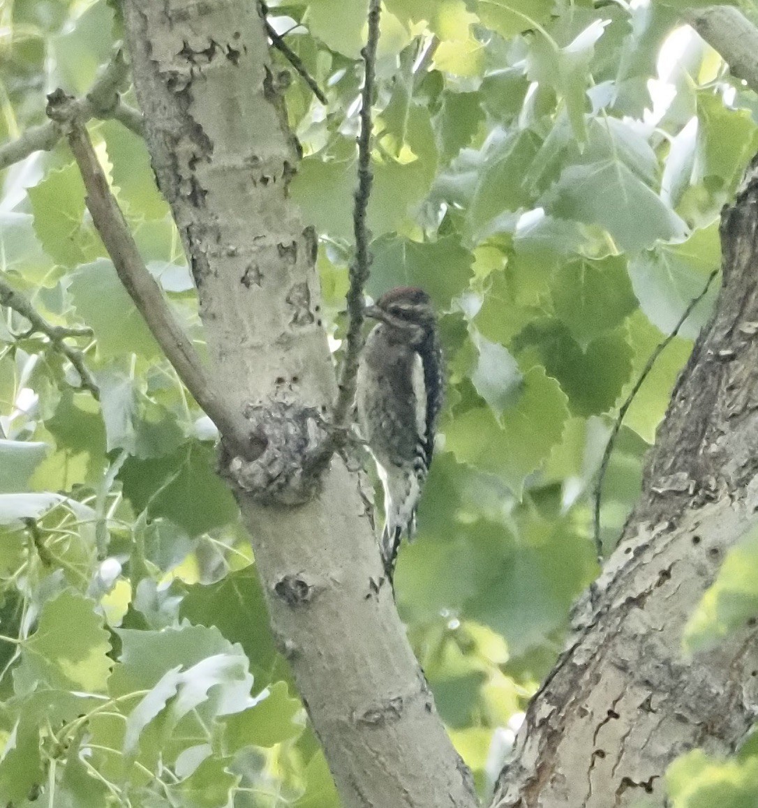 Yellow-bellied Sapsucker - Bob Nieman