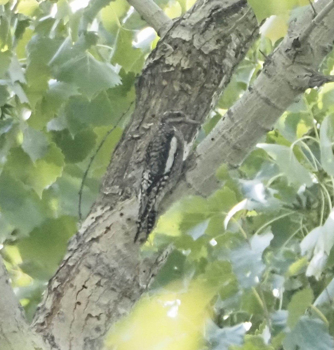 Yellow-bellied Sapsucker - Bob Nieman