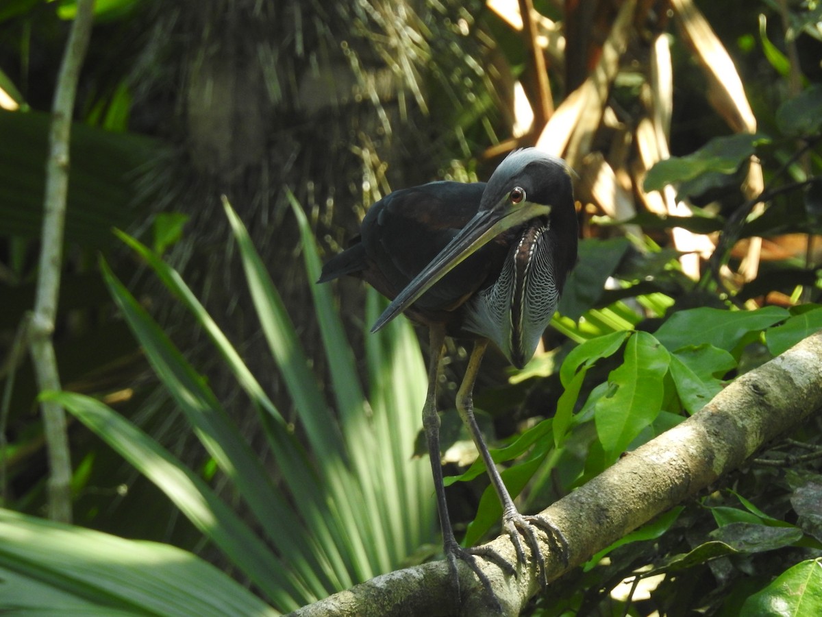 Agami Heron - ML625182631