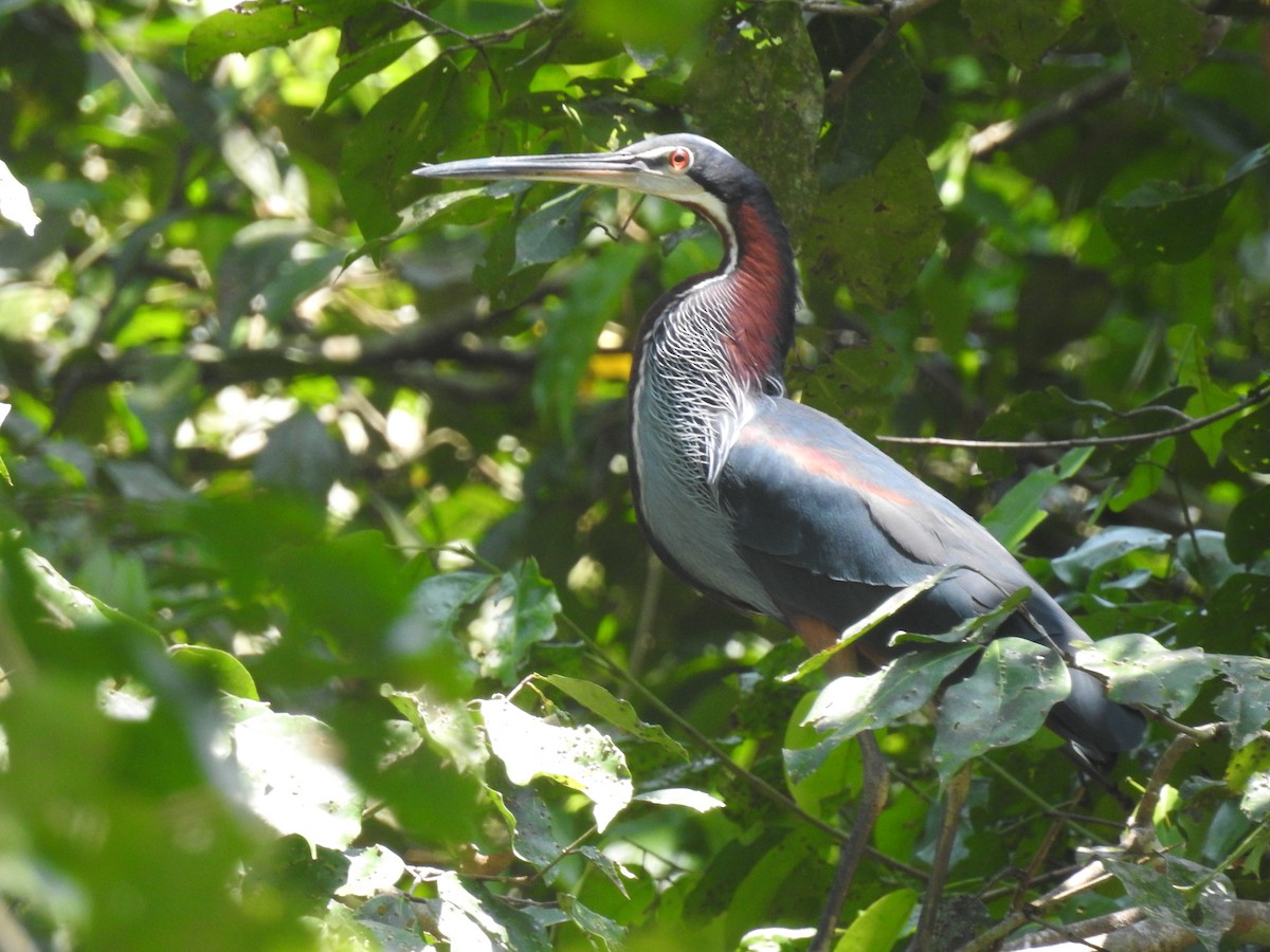 Agami Heron - ML625182632