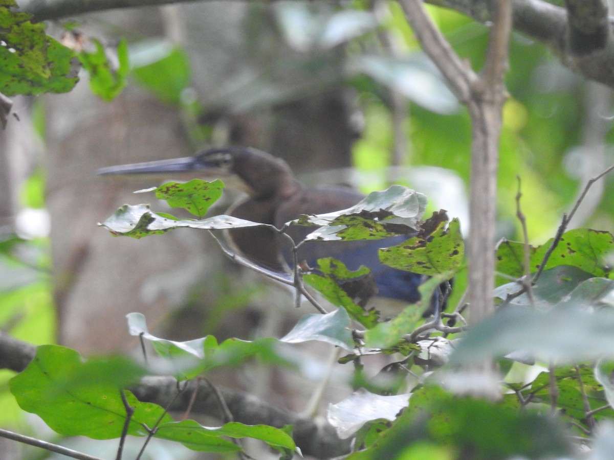 Agami Heron - ML625182633