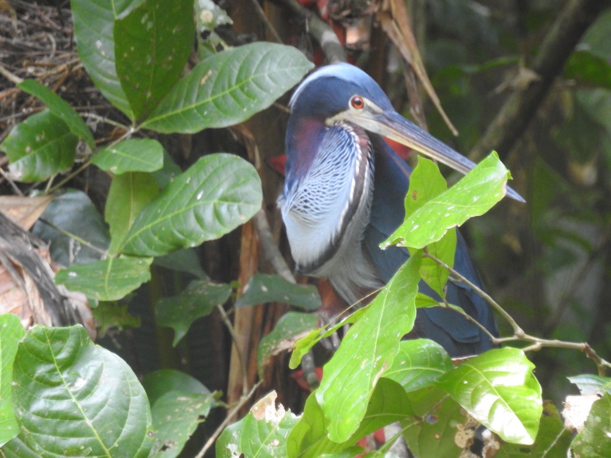 Agami Heron - ML625182635
