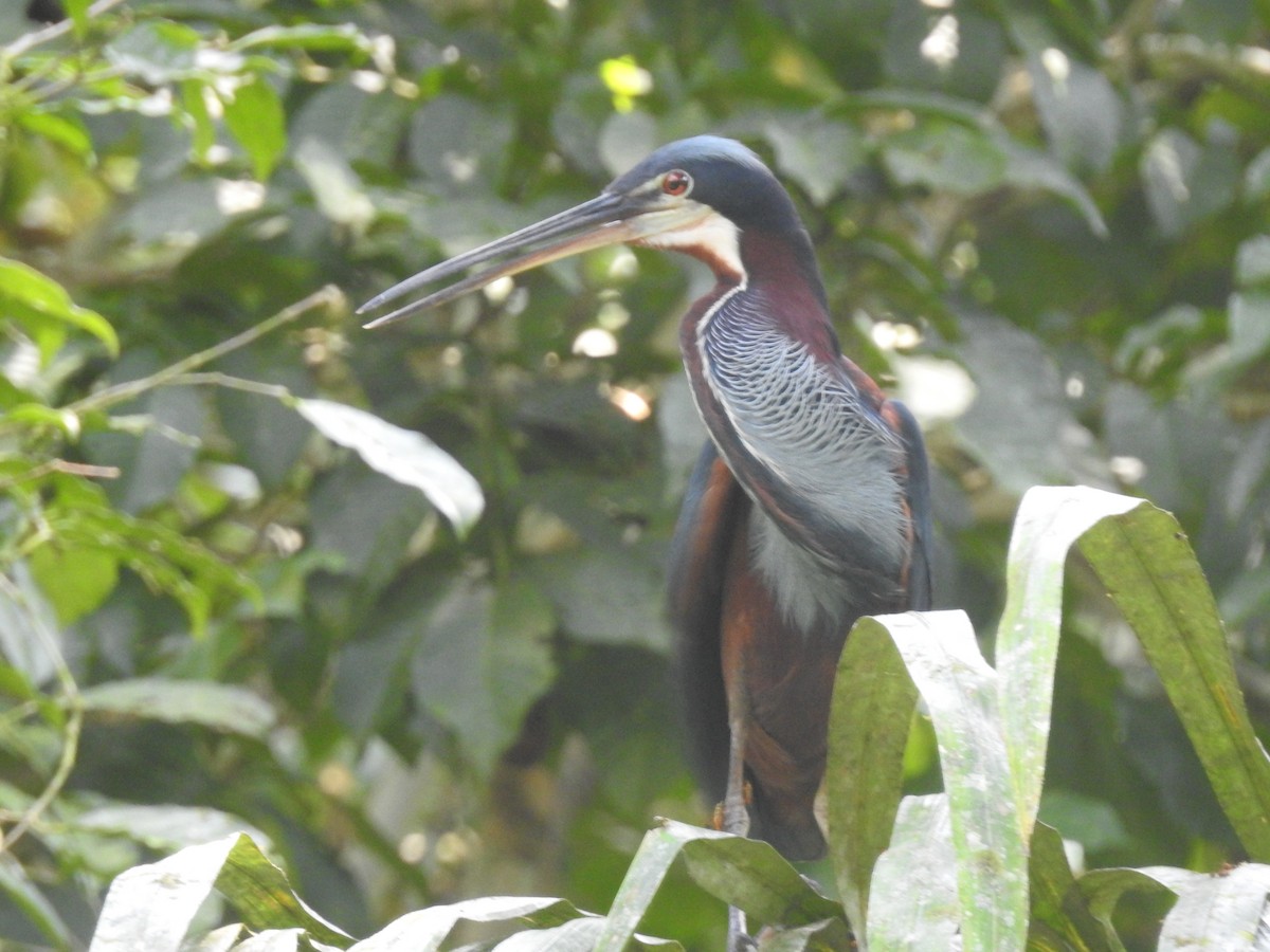 Agami Heron - ML625182636