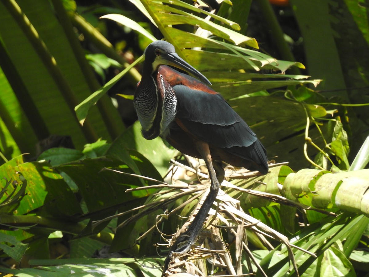 Agami Heron - ML625182638