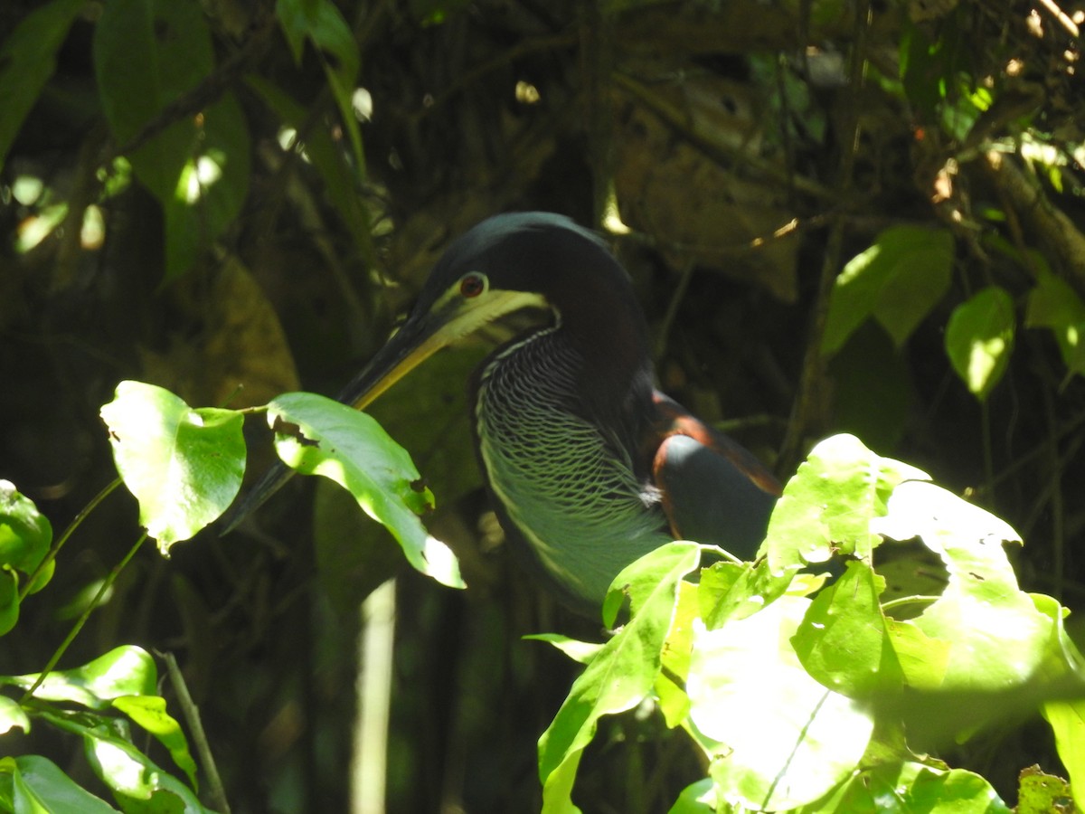 Agami Heron - ML625182639