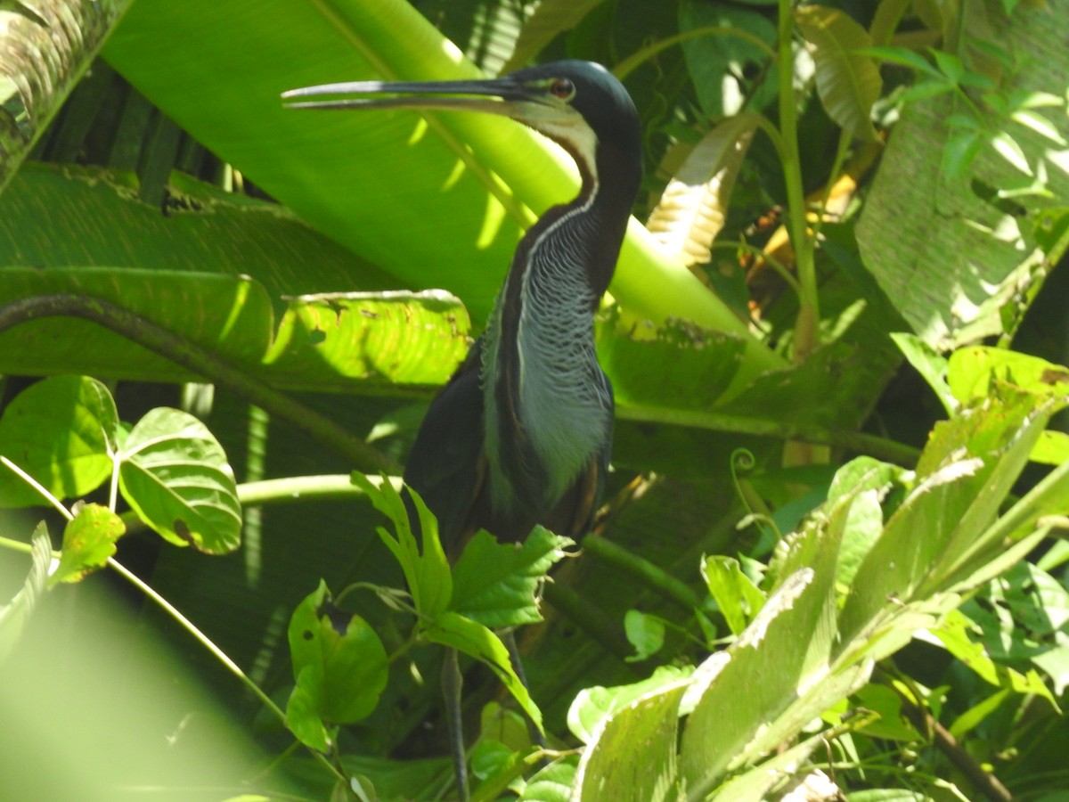 Agami Heron - ML625182640