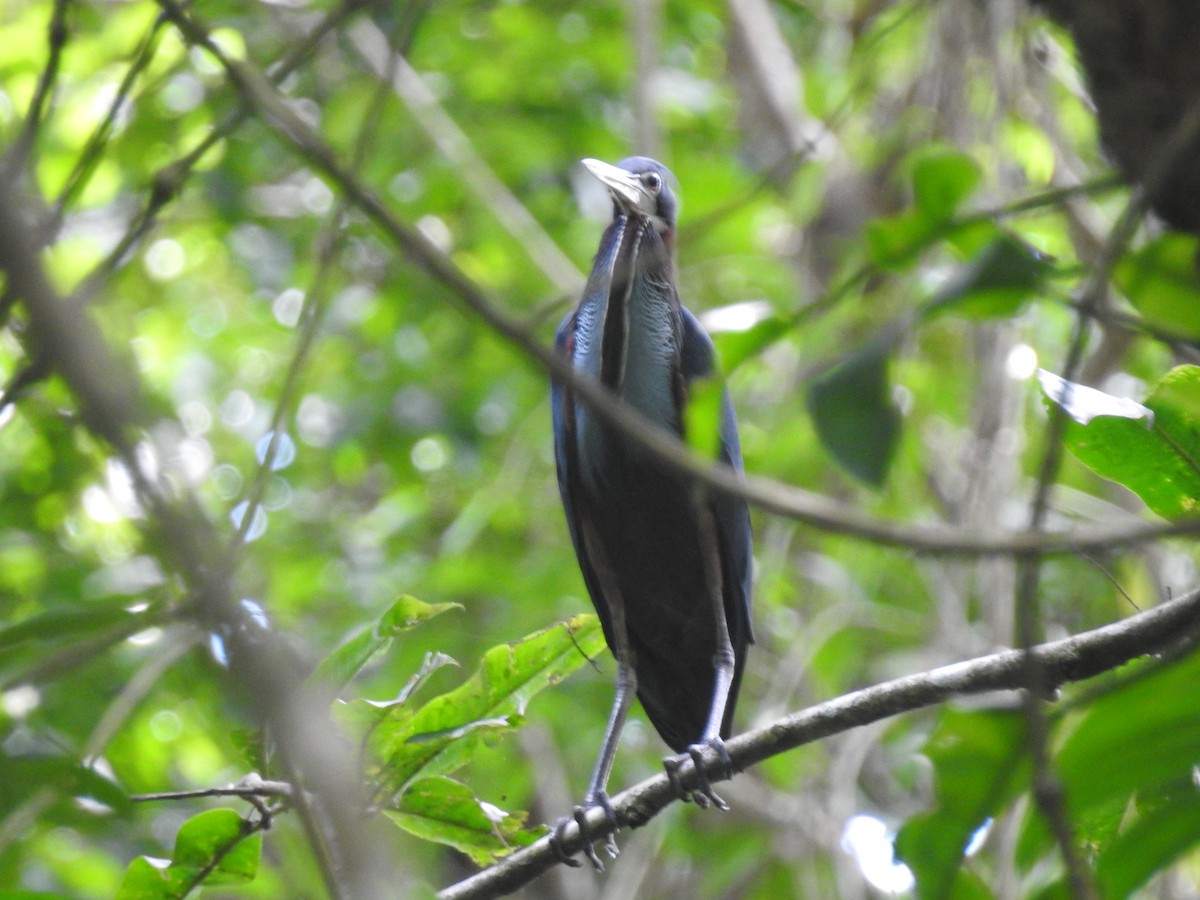Agami Heron - ML625182641