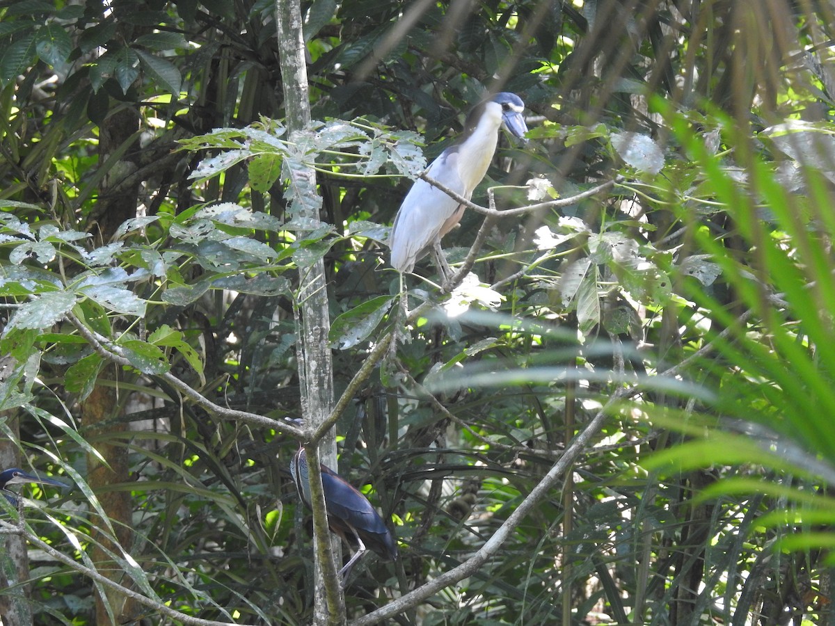 Agami Heron - ML625182642