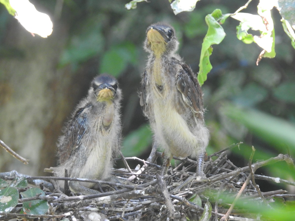 Boat-billed Heron - ML625182760
