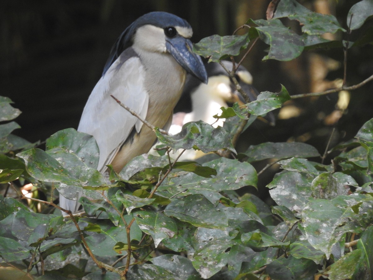 Boat-billed Heron - ML625182761
