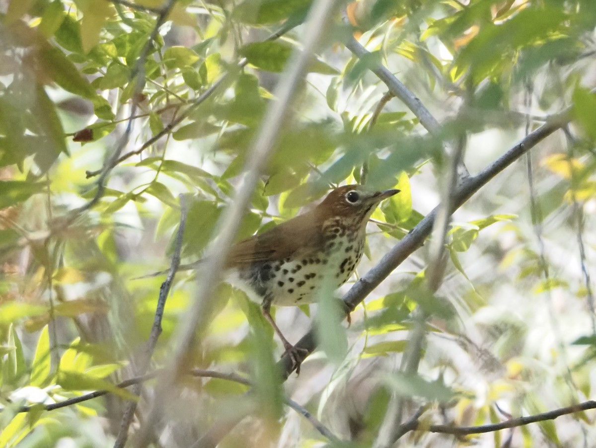 Wood Thrush - Bob Nieman