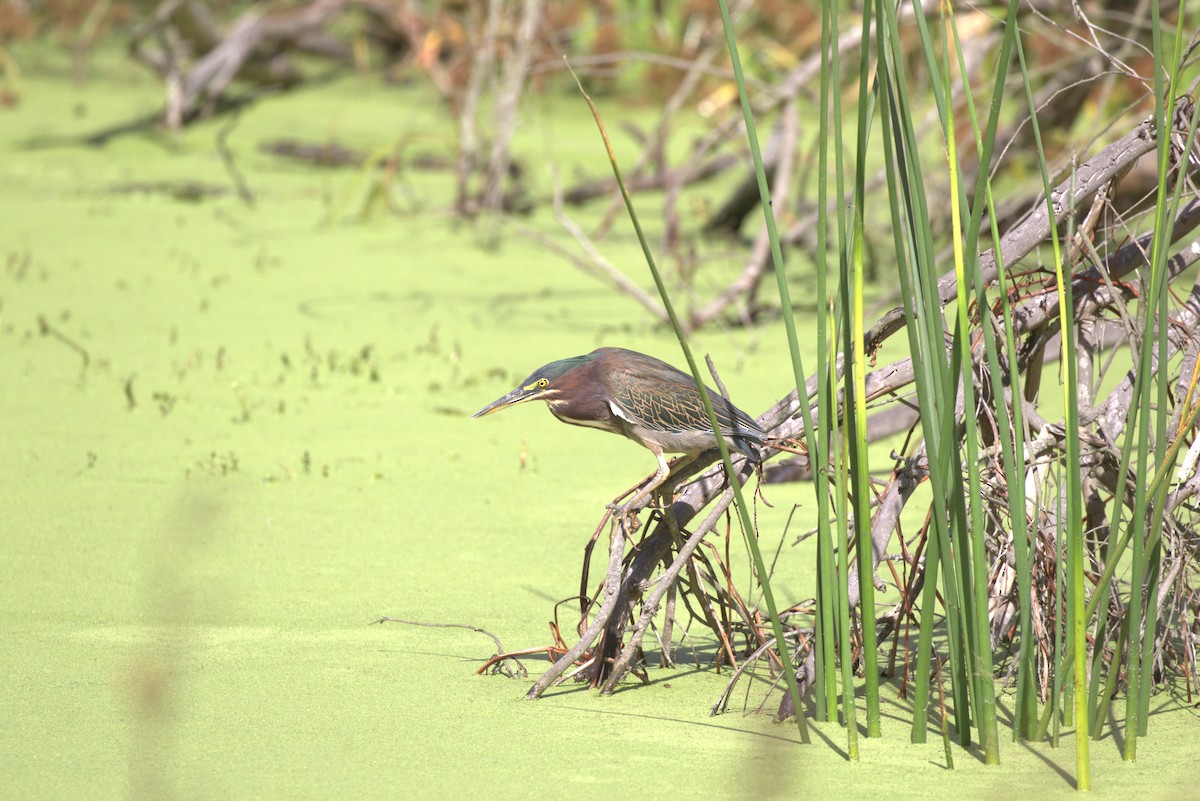 Green Heron - ML625182782