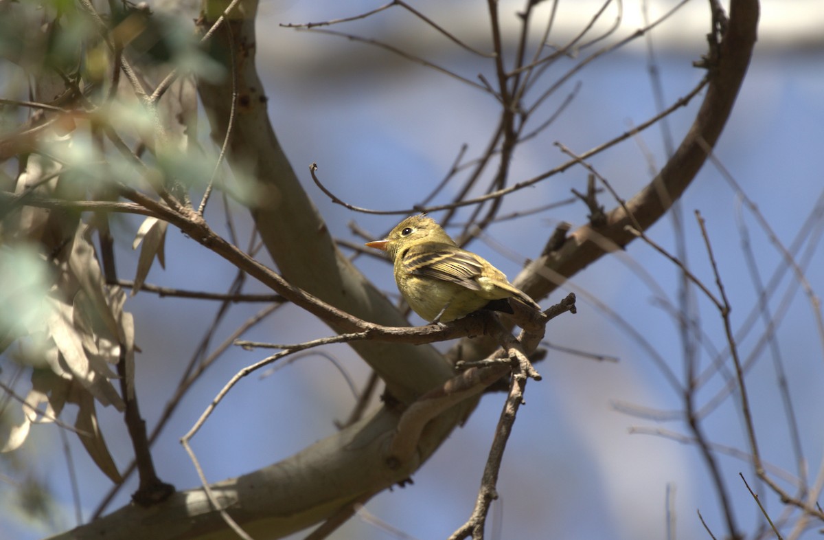 Western Flycatcher - ML625182823