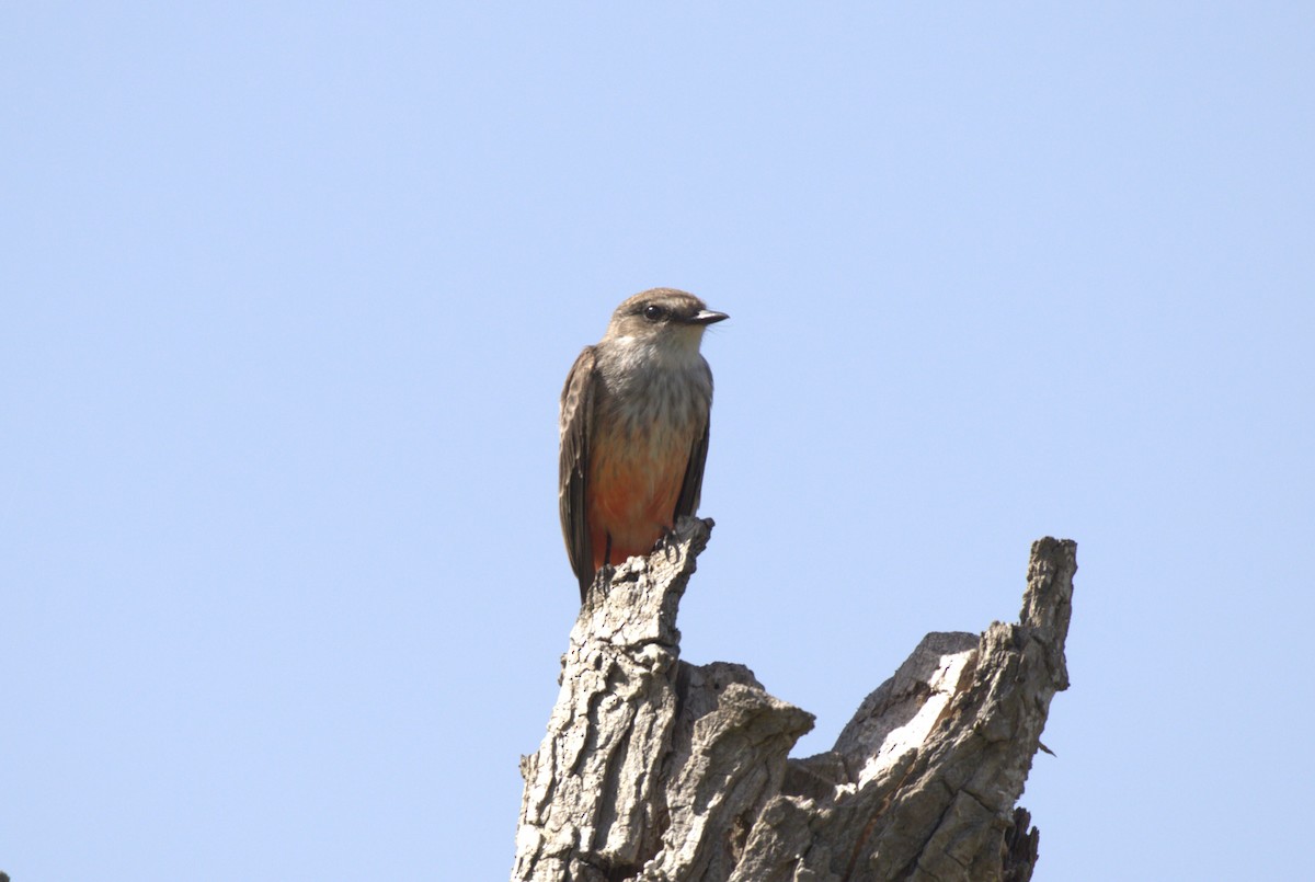 Vermilion Flycatcher - ML625182852