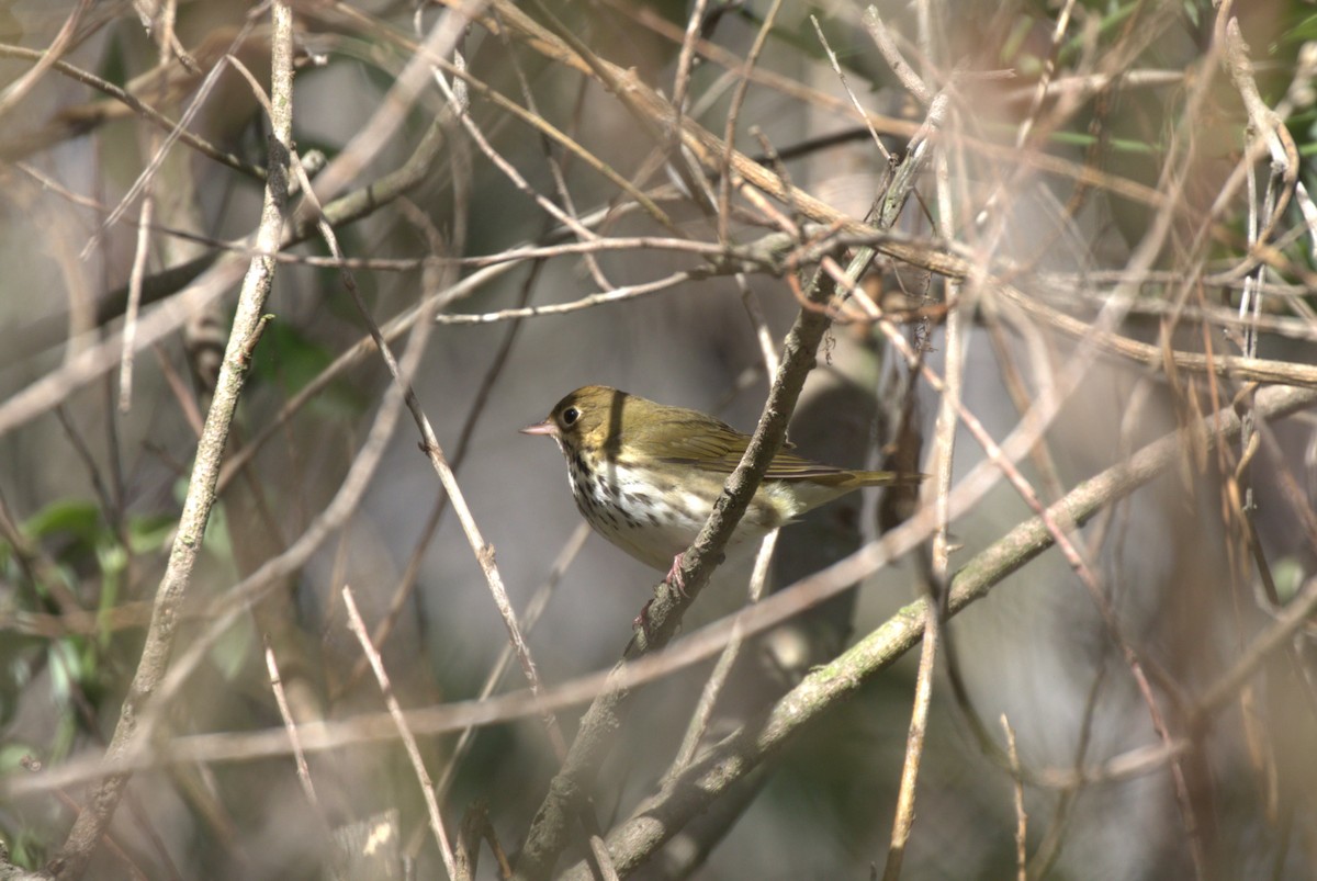 Ovenbird - ML625182869