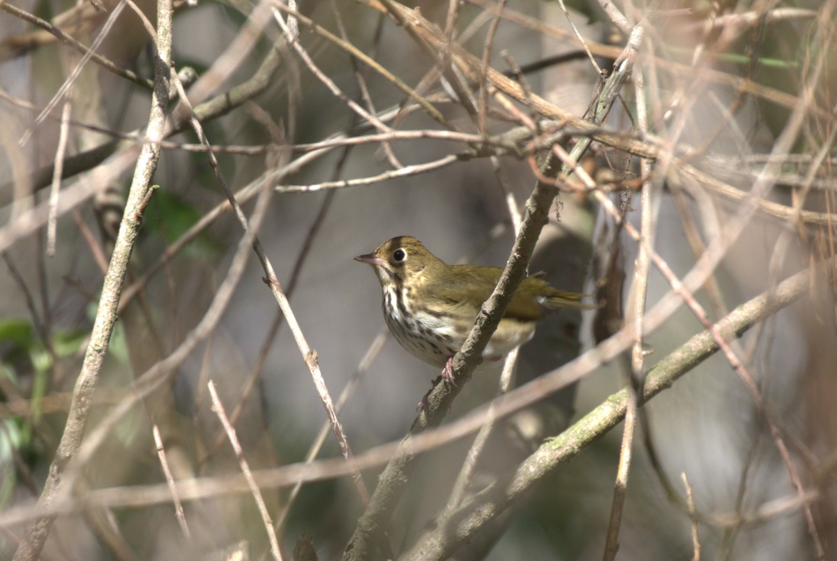 Ovenbird - ML625182870