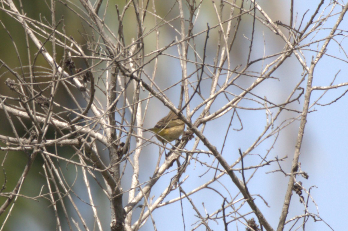 Palm Warbler - ML625182883