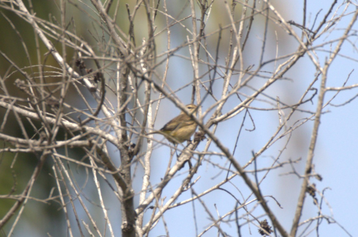 Palm Warbler - ML625182884