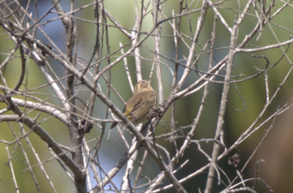 Palm Warbler - ML625182886