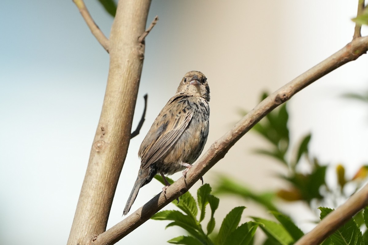 Blue-black Grassquit - ML625182901