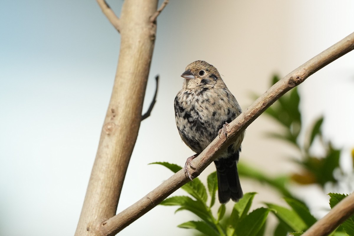 Blue-black Grassquit - ML625182902