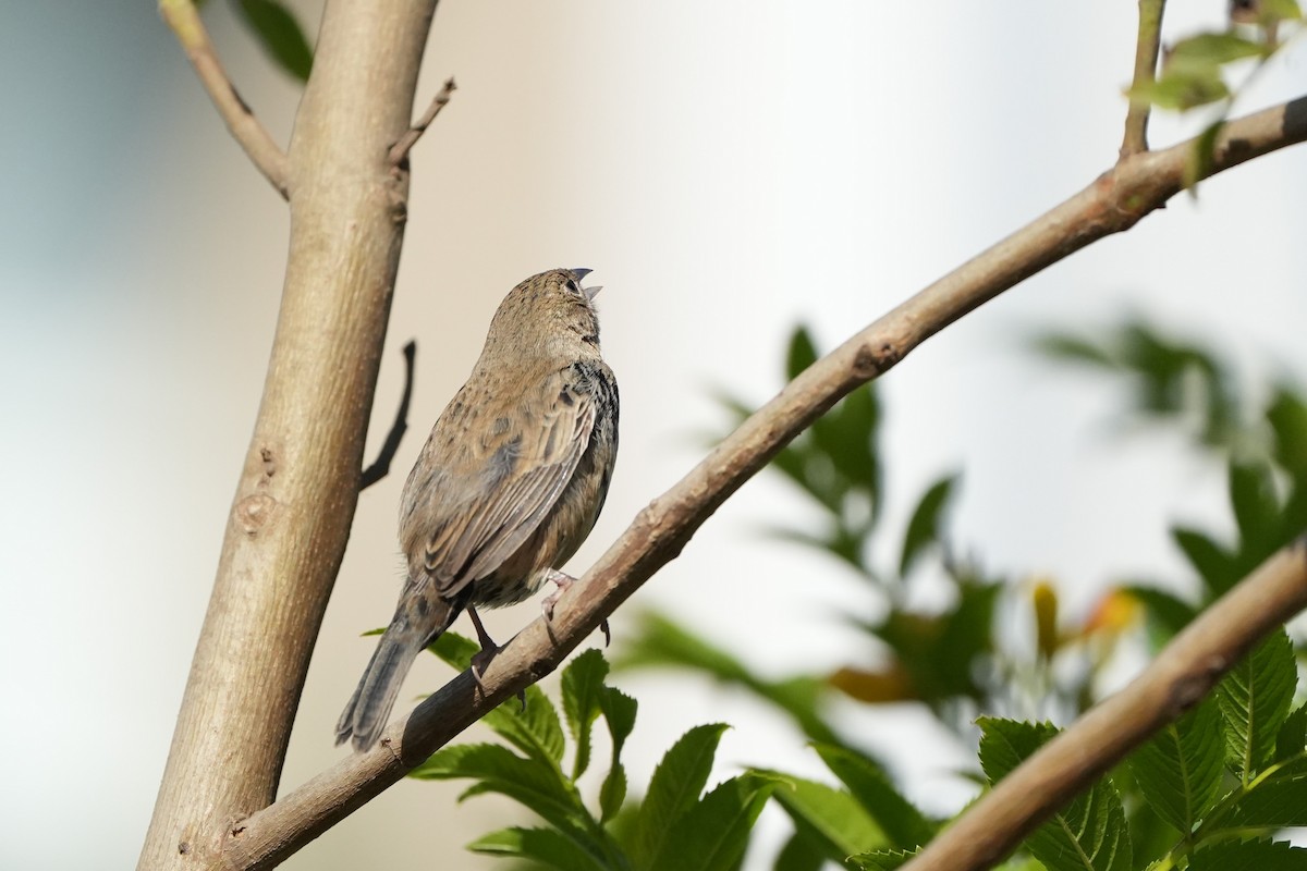 Blue-black Grassquit - ML625182903