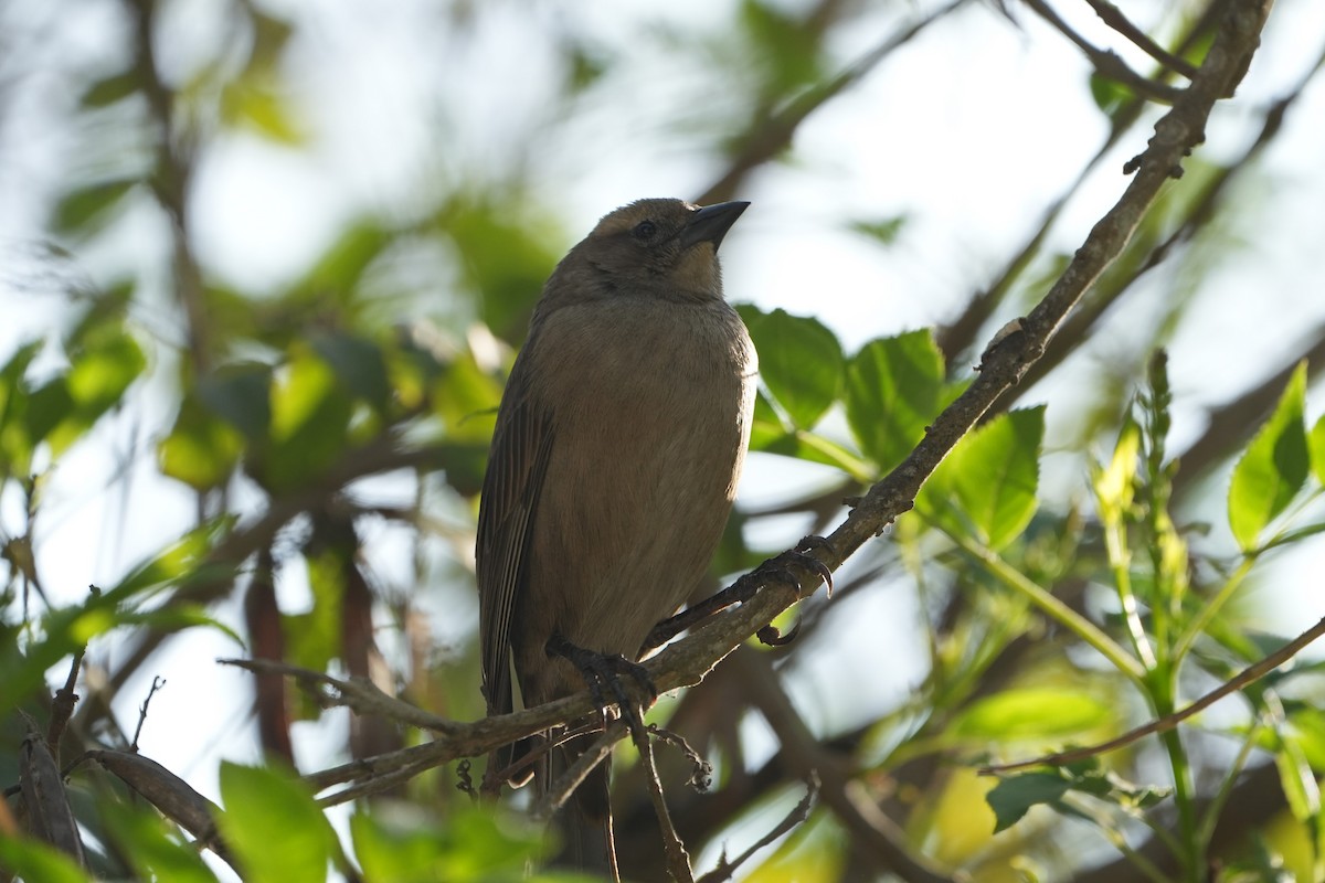 Blue-black Grassquit - ML625182904