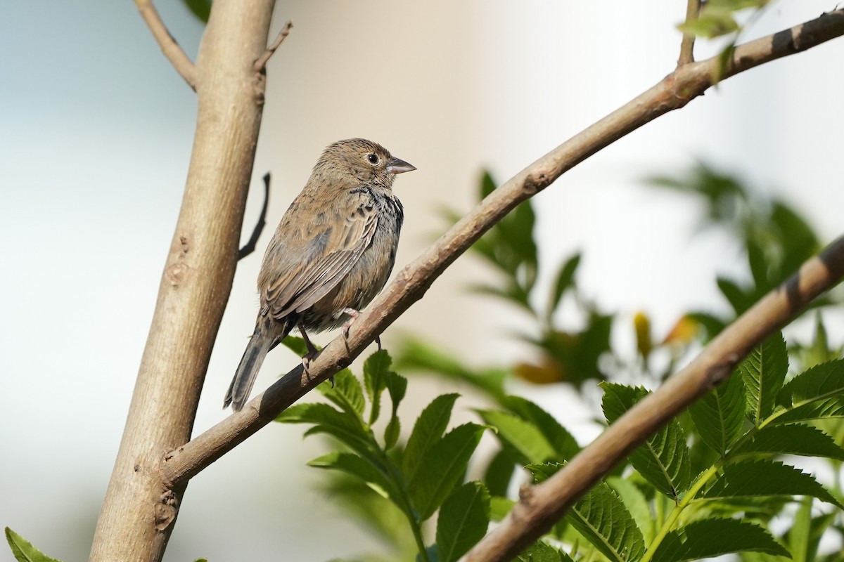 Blue-black Grassquit - ML625182905