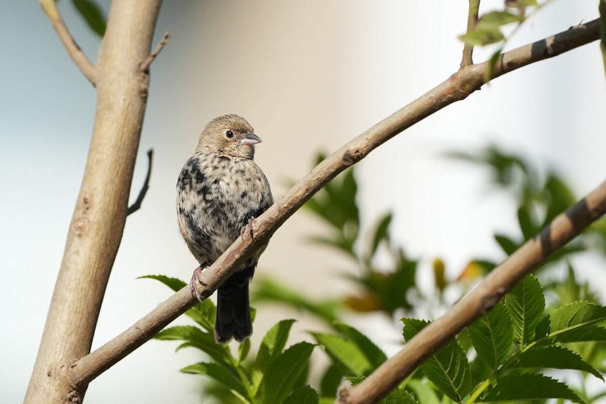 Blue-black Grassquit - ML625182906