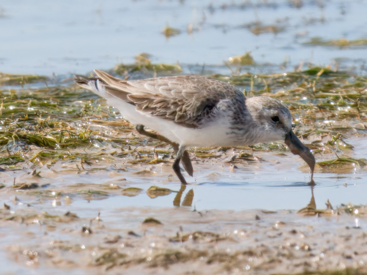 Semipalmated Sandpiper - ML625183033