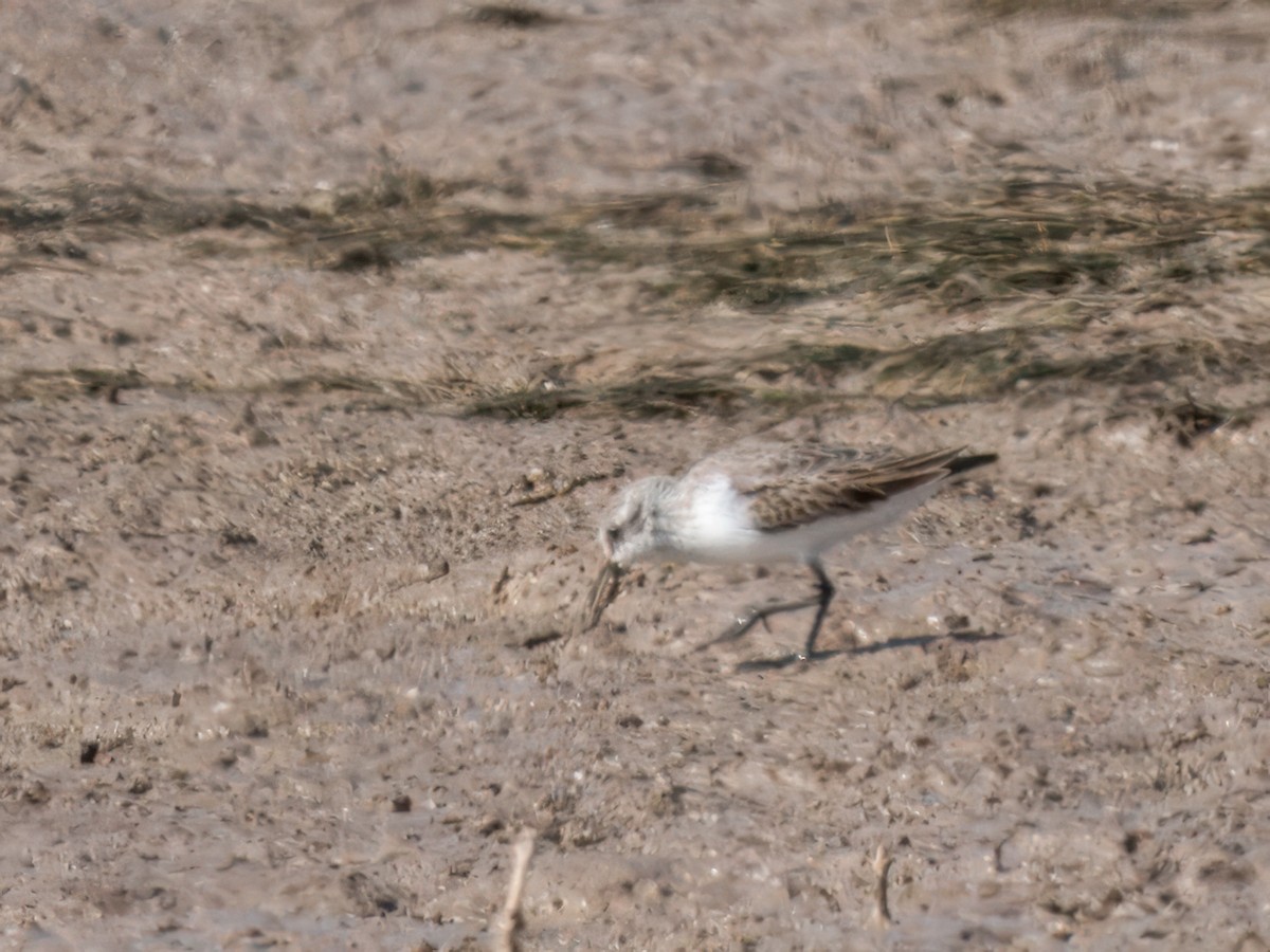 Semipalmated Sandpiper - ML625183034