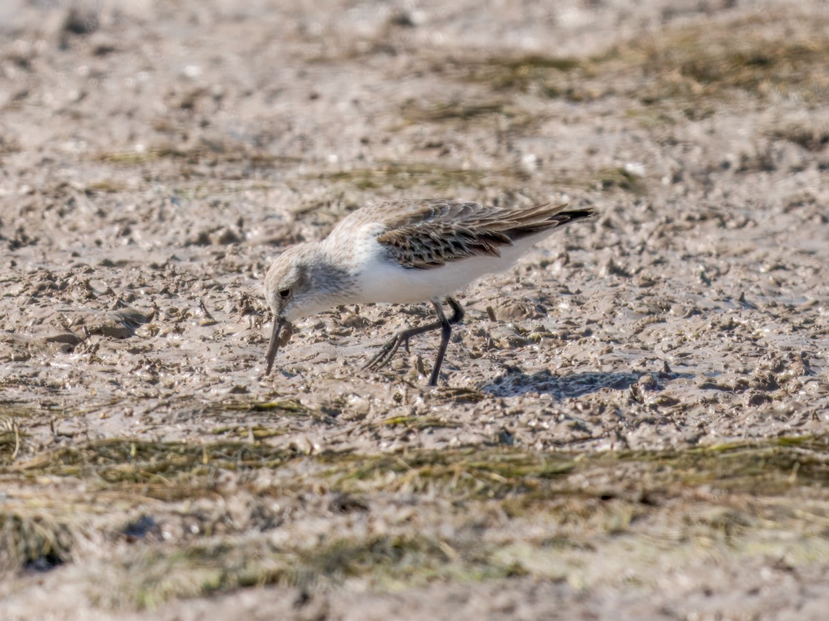 Semipalmated Sandpiper - ML625183035