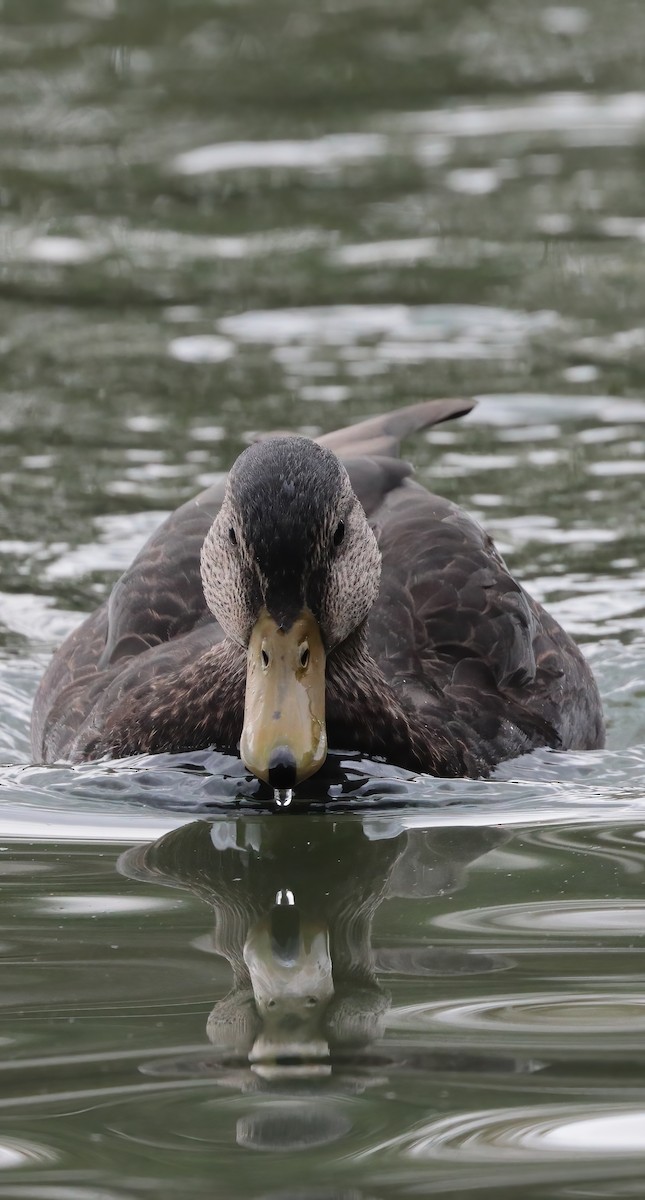 American Black Duck - ML625183044